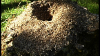 Red Spider Ant Nest