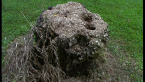 Red Spider Ant Nest