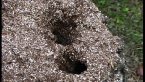 Red Spider Ant Nest