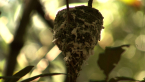 Spectacled Monarch Nest 
