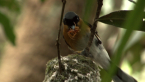 Spectacled Monarch Nest 