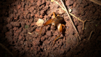 Short-winged Cricket