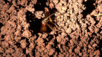 Short-winged Cricket