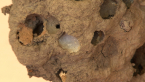 Potter Wasp Nest