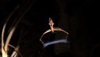 Net-casting Spider