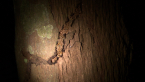 Tree Termites