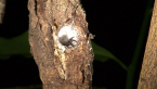 Tube-dwelling Spider