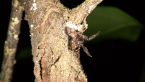 Tube-dwelling Spider