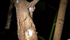 Tube-dwelling Spider