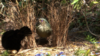 Satin Bowerbird Pair