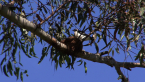Magpie-lark