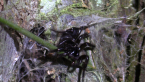 Northern Tree Funnel Web Spider