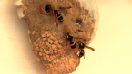 Potter Wasp Nest