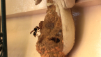 Potter Wasp Nest