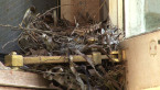 Grey Shrike Thrush Nest