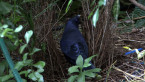 Male Satin Bowerbird in Bower