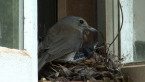 Grey Shrike Thrush