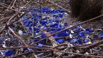 Satin Bowerbird Bower Decoration
