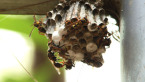 Paper Wasp Nest