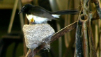 Willie Wagtail