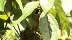 Black-faced Monarch