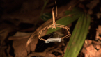 Rufous Net-casting Spider