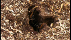 Red Spider Ant Nest