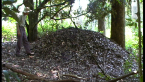 Brush Turkey Mound