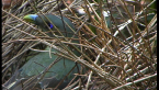 Juvenile Male Satin Bowerbird