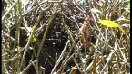 Ringtail Possum Drey