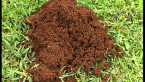 Funnel Ant Mound