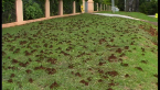 Funnel Ant Mounds