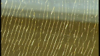 Golden orb web