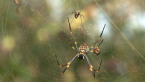Golden Orb Spiders