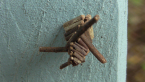 Log Cabin Case Moth
