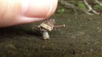 Log Cabin Case Moth