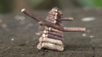 Log Cabin Case Moth