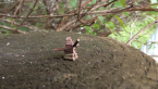 Log Cabin Case Moth