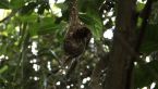 Brown Gerygone Nest