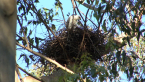 Grey Goshawk Nest