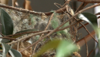 Lewin's Honeyeater Nest