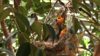 Lewin's Honeyeater Nest
