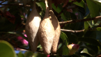 Garden Orb-weaving Spider Egg Sacs