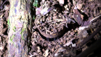 Tamborine Mountain Trapdoor Spider