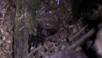 Tamborine Mountain Trapdoor Spider