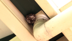 Common Large Paper Wasp