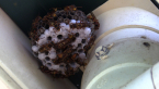Common Large Paper Wasp