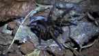 Brisbane Tube Spider -