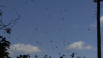 Spider Aggregation