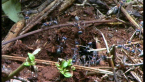 Jumper Ants Nest